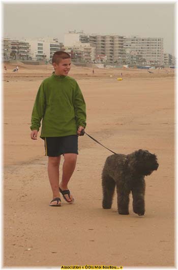 Bouvier des Flandres Association Ô Dis Moi BouBou